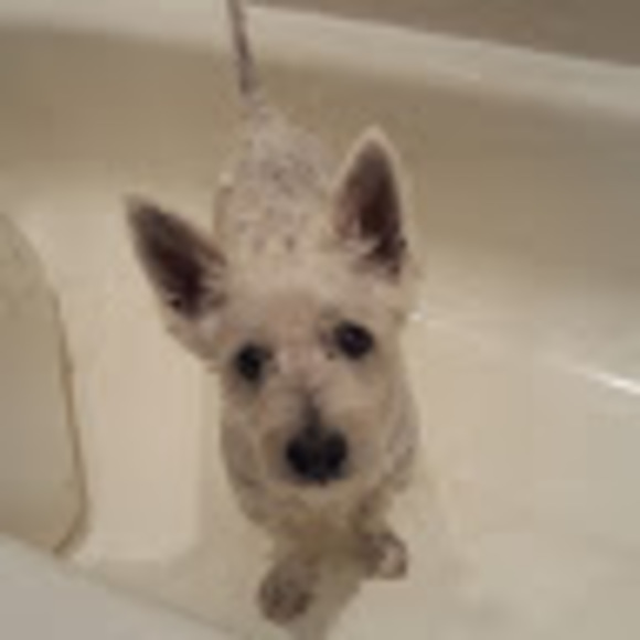 Meet your Posher, Sylvia - Picture 1 of 1